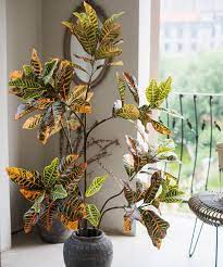 What is the best way to do this without completely shocking and killing this gorgeous. Large Leaf Artificial Croton Tree Rusticreach
