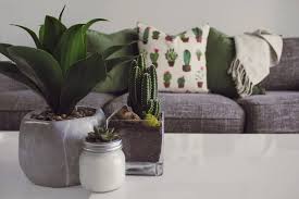 We did not find results for: The Best House Plants For Beginners Primrose Blog
