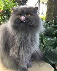 25 Cutest Persian Cat Ideas Persian Cat Cats Persian