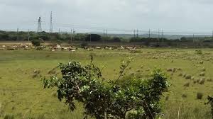 Image result for Tricliceras mossambicense