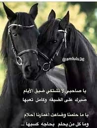 Pin By Adel Saeed On شعر Arabic Horse Arabic Words Horse Pictures