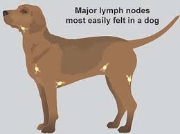 The hope with any treatment is that your pooch will go into remission, meaning the cancer has been reduced or completely eliminated. Lymphoma In Dogs Pdsa