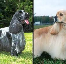 The cavador is a cross between the cavalier king charles spaniel and the labrador retriever. Cocker Spaniel Vs English Cocker Spaniel How To Tell The Difference