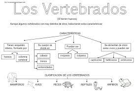 Vertebrados E Invertebrados Vertebrados Ciencias Naturales