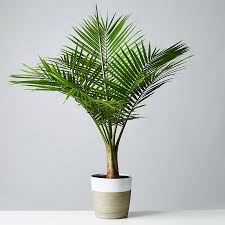 See full list on thespruce.com Majesty Palm Floor Plant Plants Com