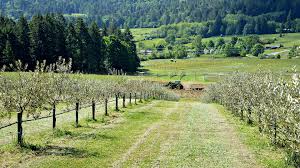 Against All Odds The First Olive Oil From Canada Olive Oil Olive Oils