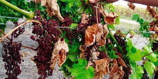 Vitisphere 02/07/13 maladies du bois : Cognac Les Maladies Des Vignes Menacent Le Rendement