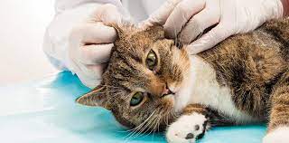 katze niest die 10 haufigsten katzenkrankheiten herold