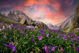 Valley of Flowers