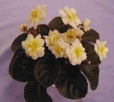 Maybe you would like to learn more about one of these? Golden Eye African Violet Have Always Loved African Violets Can T Remember Not Having Several In My Hous African Violets African Violets Plants Saintpaulia
