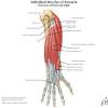 Muscles of the forearm that act on the wrist and hand are referred to as extrinsic muscles, or external to the hand. 1