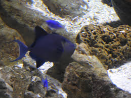 Red sea south to durban, south africa (ref. Red Toothed Triggerfish Similar But Different In The Animal Kingdom