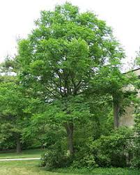 Although flowers appear on both male and female trees , only the female trees bear fruit. Kentucky Coffeetree Wikipedia