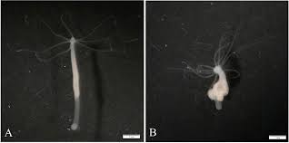 Image result for Dark Gray 1977 Caloric