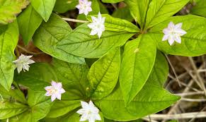 Image result for Isopyrum nipponicum