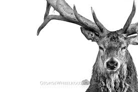 Black And White Deer Picture Black And White Nature Photography In 2020 Nature Photography Animal Photography Black And White
