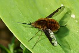 What kind of bee looks like a bumble bee? Flying Bee Like Insect With Long Proboscis