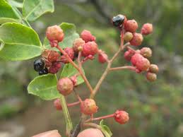 We did not find results for: How To Grow Szechuan Pepper Plant Instructions