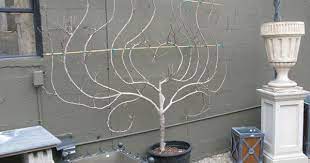 Espalier Espalier Fruit Trees Fruit Trees Garden Works