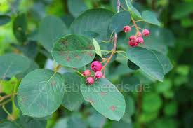 Image result for Amelanchier ovalis
