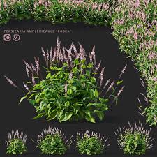 Image result for Persicaria amplexicaule