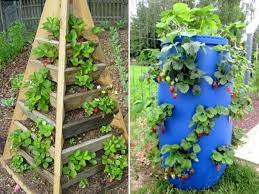 exemples de fontaines a fraises photos chesapeakecrafts co mapassionduverger fr potager facile jardin de fraises astuce jardin