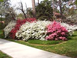 I Can Always Tell I M Home When I Start To See The Azealeas In The Yards North Carolina Loves Their Azealea Bu Azaleas Landscaping Azalea Bush Azaleas Garden