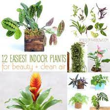Check spelling or type a new query. 12 Best Air Purifying Indoor Plants You Won T Kill A Piece Of Rainbow