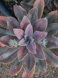 Maybe you would like to learn more about one of these? Pin On Graptoveria