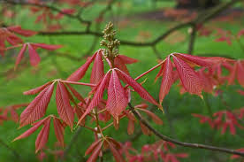 Image result for Aeollanthus neglectus