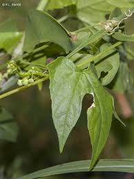 Image result for Diplocyclos