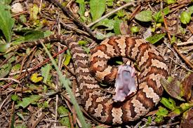 Snakes can be found from the mountains of northern georgia to the barrier islands along the atlantic coast. Cottonmouth And Water Moccasin Same Snake Houseman Pest