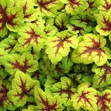 Shade Plants Make Low Light Gardens Pop With Color Sunset Plants Shade Plants Shade Garden