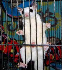 9 Sugar Glider Newborn Joey Birth Ideas Sugar Glider Marsupial Gliders