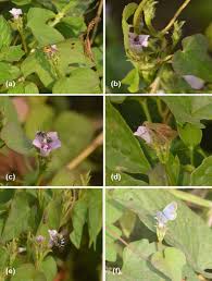 Image result for Ipomoea papilio