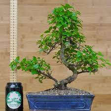 The sweet plum bonsai tree is perfect if you want an indoor bonsai fruit tree! Bird Plum Bonsai Sageretia Indoor Bonsai Tree In Glazed Pot