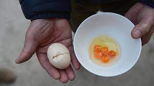 Benarkah telur ayam kampung lebih sehat daripada telur ayam ras? Ilmuwan Australia Berhasil Pecahkan Teka Teki Ayam Dan Telur Lebih Dulu Mana Ternyata Begini Surya Malang