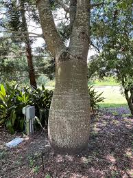 Image result for Brachychiton