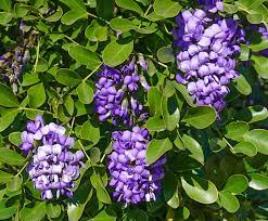 Vines to grow in phoenix arizona: Fragrant Plants In Dry Climates Choosing Desert Plants That Smell Good