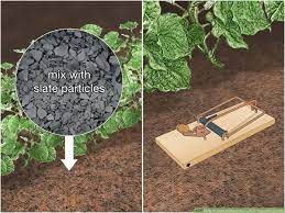 Maybe you would like to learn more about one of these? 3 Ways To Keep Animals Out Of Your Vegetable Garden Wikihow