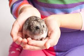 The #1 free pet classifieds site to buy, sell and rehome hamsters and other rodents near me. How To Handle Hold Tame A New Hamster