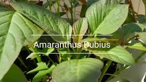 Image result for Amaranthus dubius