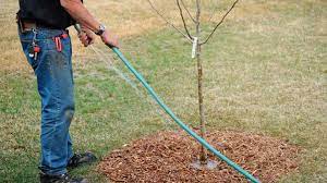 How much water to use when watering an established lawn, it's typically recommended to water until the top 6 to 8 inches of soil (where most turfgrass roots grow) is wet. The Correct Way To Water Your Trees