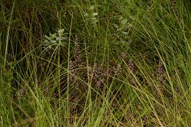 Image result for Erica lanceolifera