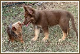 German Shepherd Black And Brown Husky Chocolate Yorkie Chocolate German Shepherd Pup German Shepherd Puppies Black German Shepherd Puppies Yorkie