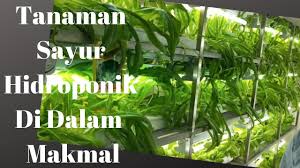 Technology park malaysia corporation sdn. Tpm Nexus A Subsidiary Of Technology Park Malaysia Corporation Sdn Bhd Indoor Fresh Vegetable Farm Youtube