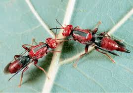 Image result for Chionanthus battiscombei