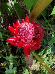 Image result for Etlingera