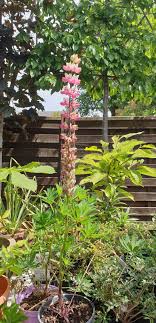 We did not find results for: Bauwow Your Social Petwork Toxic Plants Protecting Your Dog 6