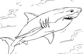 Enter the world of the cutest animals in the world. Mr Nussbaum Tiger Shark Sharks Coloring